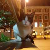 Felix per� ha il musetto bianco e il pelo intorno agli occhi pi� scuro (come l�omonimo testimonial dei croccantini)... 